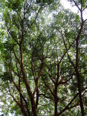 Fototapeta premium the monkey pod tree with bright background