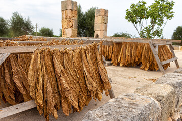 tobacco leaves laid out in the sun to dry