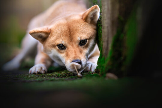 chien qui regarde un champignon
