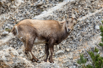 Naklejka na ściany i meble Ibex portrait seen in the South of the Vercors, French Alps