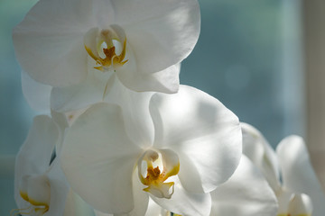 Phalaenopsis orchid