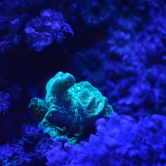Sea anemones and corals in marine aquarium