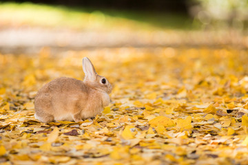 秋の公園にいる可愛いウサギと銀杏の葉っぱ