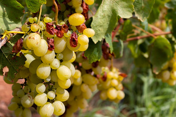 bunch of grapes