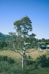 Big trees in the forest and mountains
