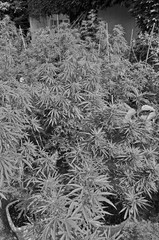 Hempplants (Cannabis) withTHC (Tetrahydrocanabinol) and legal CDB (Cannabidiol)