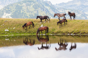 Wild horses in the mountains, drinking water on the shore of an alpine lake