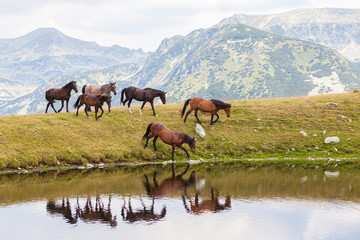 Wild horses in the mountains, drinking water on the shore of an alpine lake