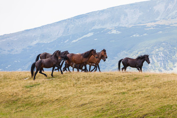 Wild horses running free in the mountains in summer