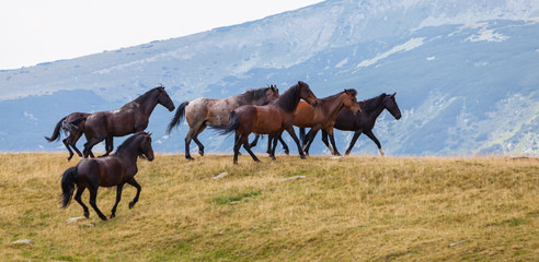 Fototapeta na wymiar Beautiful wild horses roaming free in the Alps in summer