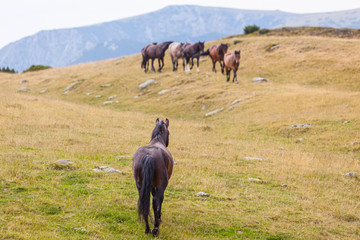 Beautiful wild horses roaming free in the Alps in summer