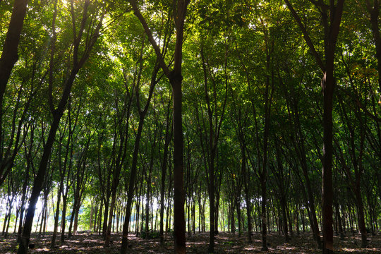 Rubber trees plantation. Growing next to each other until the light passed through less
