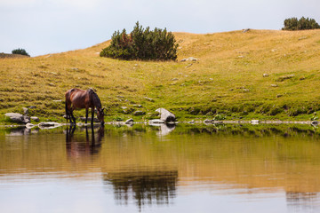 Beautiful wild horses roaming free in the Alps in summer