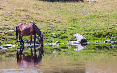 Beautiful wild horses roaming free in the Alps in summer