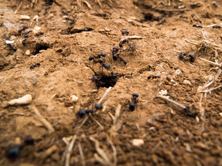Close up of the ants nest with black worker ants.