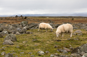 Fototapeta premium Two sheep grazing in the flat, rocky landscape at Lista, Norway