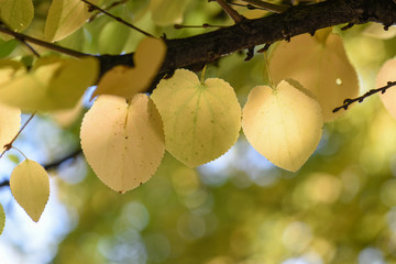 Golden Katsura Leaves