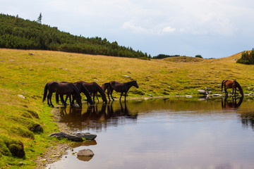 Beautiful wild horses roaming free in the Alps in summer