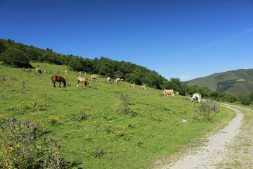 Fototapeta na wymiar Vistas en el camino hacia el pueblo de Bárcena Mayor (Cantabria))