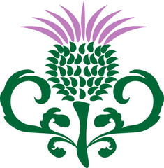 thistle with decorative leaves isolated