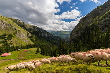 Flock of sheep in a remote area in the mountains in summer