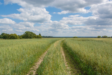 Road through the meadow.