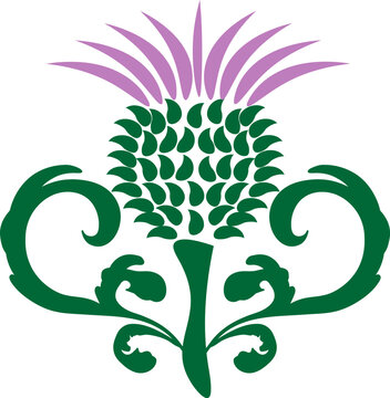 thistle with decorative leaves isolated