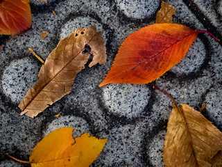 地面に落ちた紅葉した葉っぱ