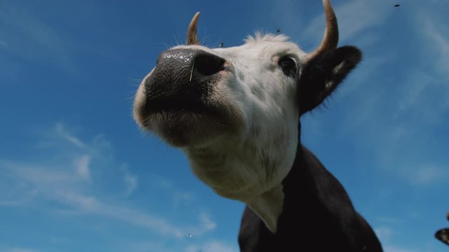 Close up of black and white cow graze in meadow on sky background. Flies and gadflies fly around and sit on muzzle. Slow motion.