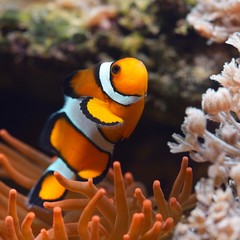 Amphiprion Ocellaris Clownfish In Marine Aquarium