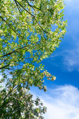 Locust tree branches, with vibrant green foliage, profiled on blue sky, on a sunny day