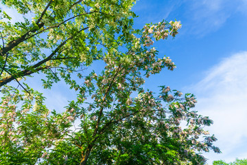 Fototapeta premium Locust tree branches, with vibrant green foliage, profiled on blue sky, on a sunny day
