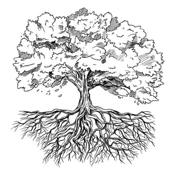 Spreading tree with leaves and rootage, hand drawn