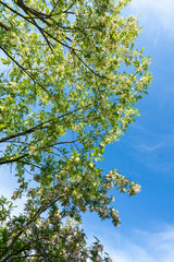 Obraz premium Vibrant green tree branches profiled on blue sky, in spring