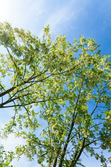 Vibrant green tree branches profiled on blue sky, in spring