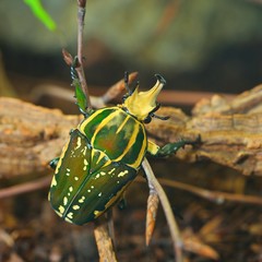 Green flower beetle (Chelorrhina polyphemus confluens) in terrarium. Flower chafer, scarab.