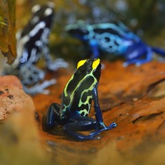 Blue dart frog Dendrobates tinctorius in terrarium. Colourful bright tropical frog.