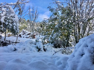 Neige en for&ecirc;t