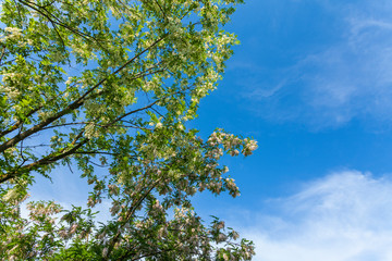 Vibrant green tree branches profiled on blue sky, in spring