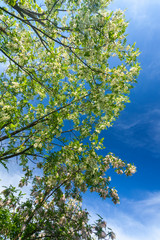 Vibrant green tree branches profiled on blue sky, in spring
