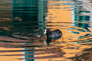 Coot (Fulica atra) on the Altmuehl river in Essing, Bavaria, Germany