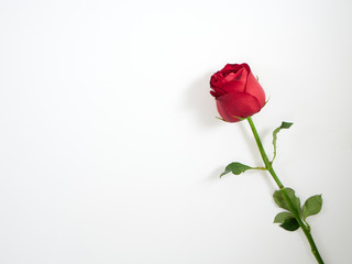 Obraz premium Single red rose on white background