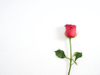 Single red rose on white background