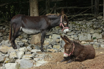 Burro leonés. Madre e hijo. Cantabria (España)