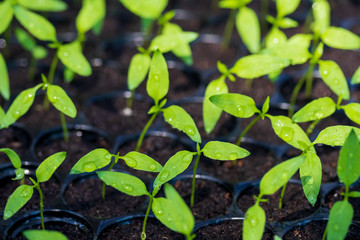 Greenhouse seedling. Close-up of green seedling growing. Selective focus.