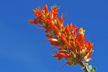 Ocotillo Bloom