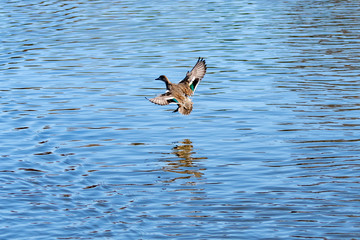 青い水面に舞い降りるカモ