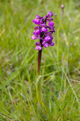 Green-winged orchid (Anacamptis morio) on a meadow.
