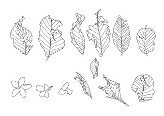 line leaves dry leaf design and Laddawan flower on white background illustration vector