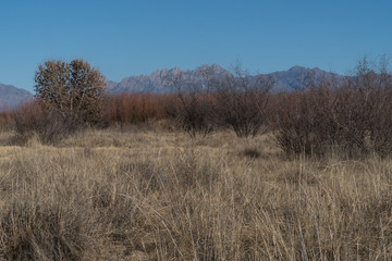 Obraz na płótnie Canvas Mesilla Valley Bosque Park,Organ Mountain view, New Mexico.